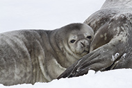 weddell-seals-Tarpan